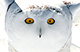 snowy owl photos, owls, alberta, canada